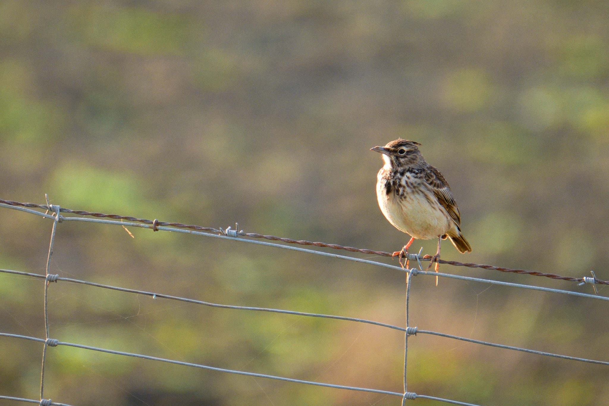 Parque Nacional de Donaña - Andalucia - Spanien